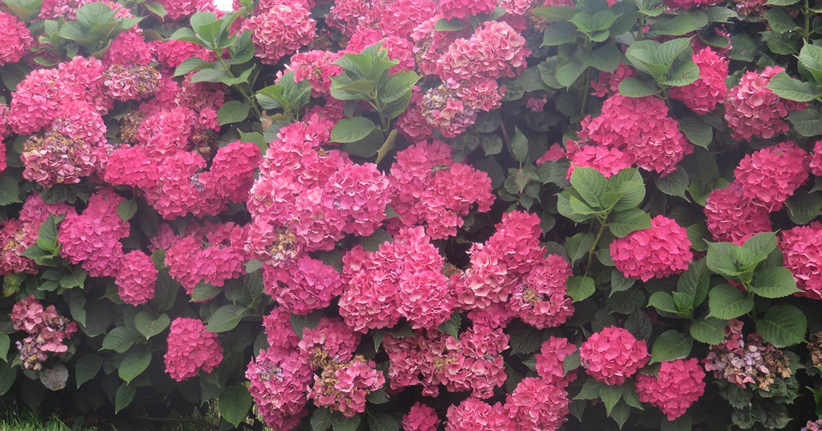 Un paseo cargado de inspiración y hortensias en Asturias